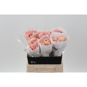 Ran Cloni Grand Pastel 40cm Ecu
