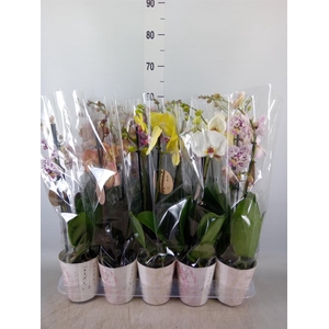 Phalaenopsis   ...mix