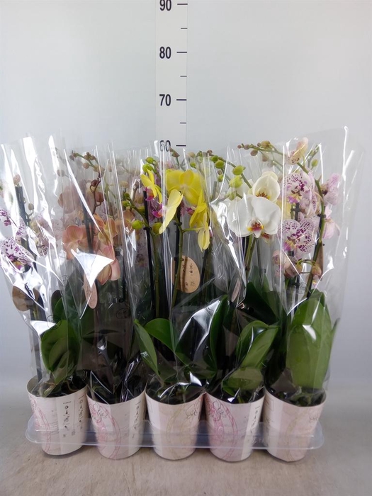 <h4>Phalaenopsis ...mix</h4>