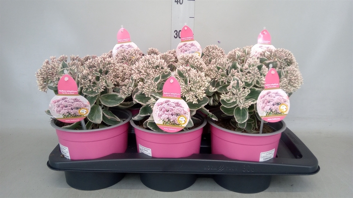 <h4>Sedum telep. 'La Vie en Rose'</h4>