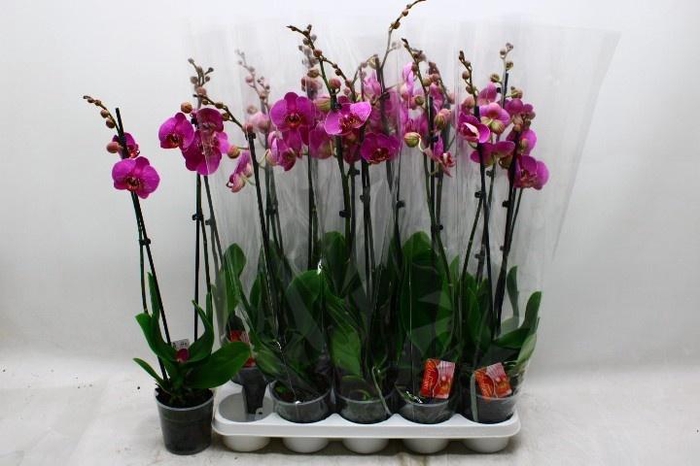 <h4>PHAL OV PAARS</h4>