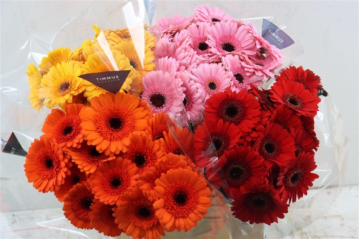 <h4>Ge Mi Mixed 4 Colours</h4>