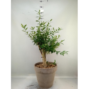 Arr. Tuinplanten H%