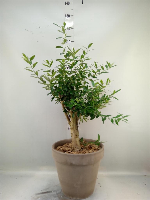 <h4>Arr. Tuinplanten H%</h4>