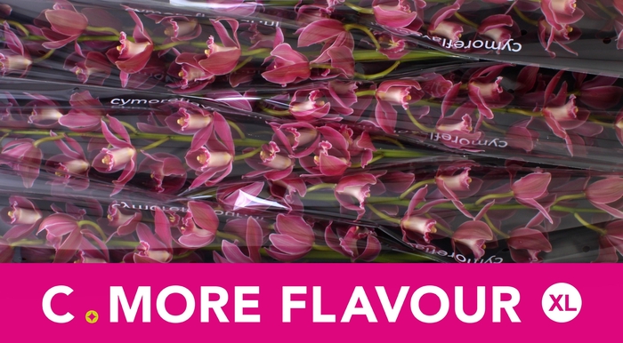 <h4>CYMB T BRYCE</h4>