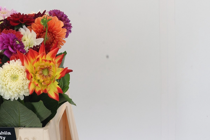 Dahlia Gemengd in bos