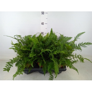 Polystichum tsussimense