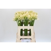 Agapanthus Gletsjer