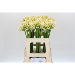 Agapanthus Gletsjer
