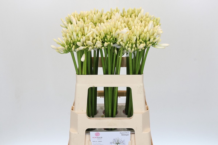 Agapanthus Gletsjer