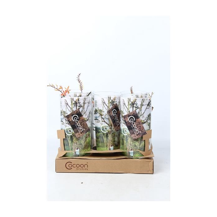 <h4>Cocoon Orchids</h4>