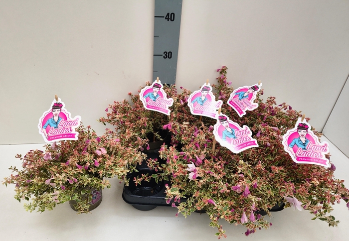 <h4>ABEL GRANDIFLORA</h4>