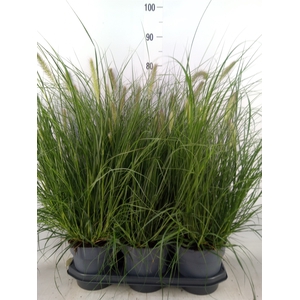 Pennisetum alopec. 'Hameln'