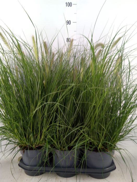 <h4>Pennisetum alopec. 'Hameln'</h4>