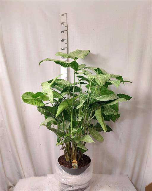 <h4>PLANTEN OV</h4>