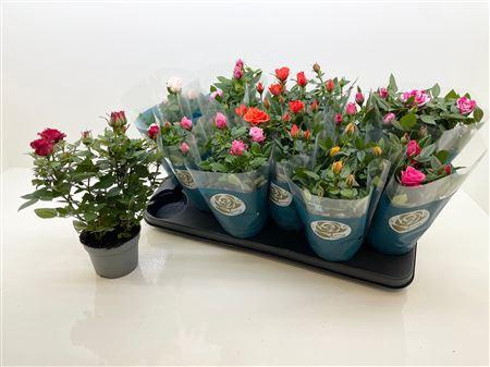 <h4>Ro Star Roses Gem</h4>