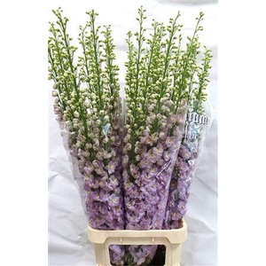 Delph Du Dew Fame 130cm