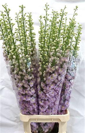 <h4>Delph Du Dew Fame 130cm</h4>