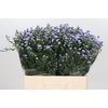 Aster Baby Blue