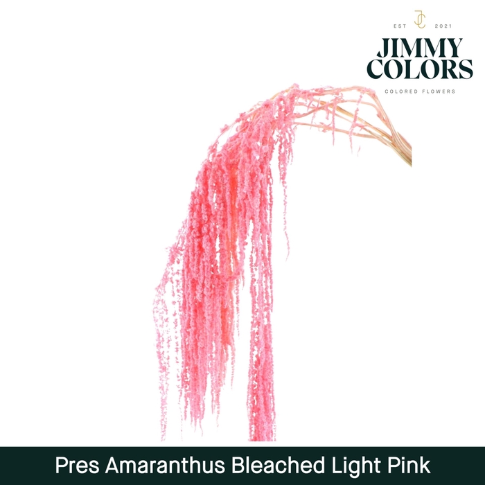 <h4>Dried Amaranthus Light Pink</h4>