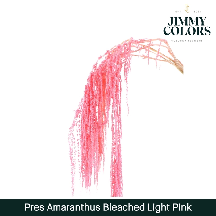 <h4>Dried Amaranthus Light pink</h4>