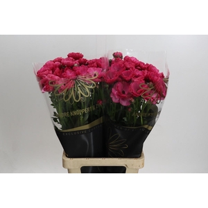 Ranunculus Magical Delight