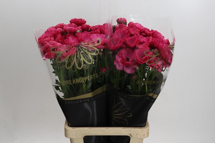 <h4>Ranunculus Magical Delight</h4>