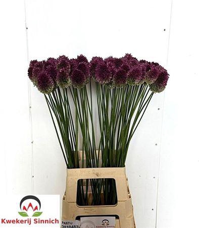 <h4>Allium Sphaerocephal 80cm</h4>