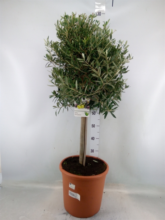 <h4>Olea europaea</h4>