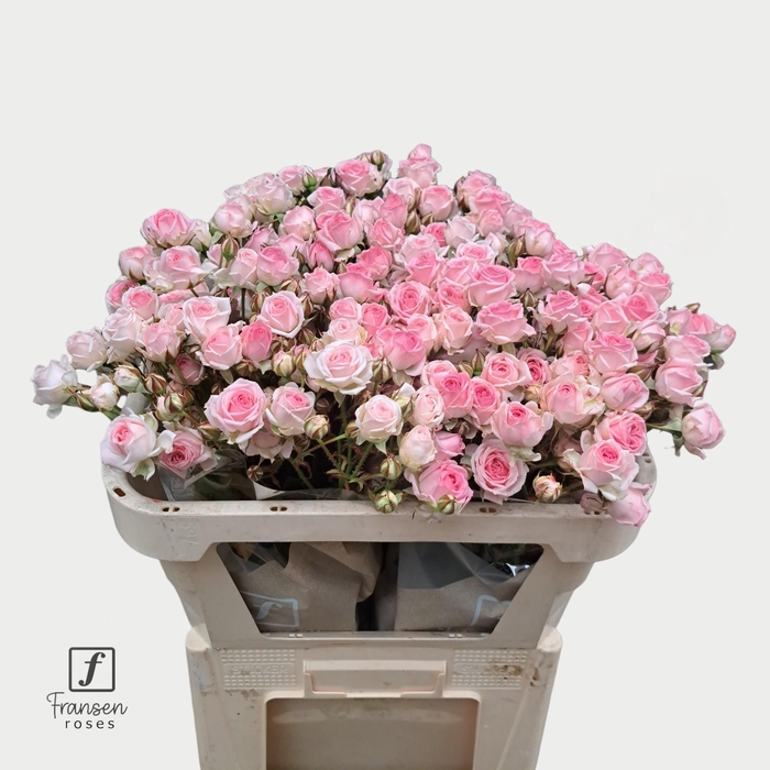 <h4>R TR KATE-LYNN</h4>