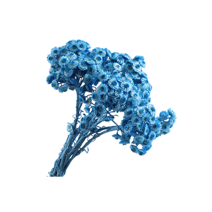 Immortelle Blue