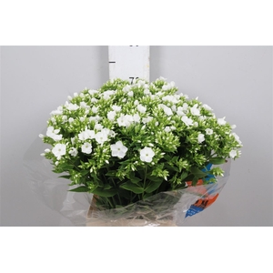 Phlox P Whitecap