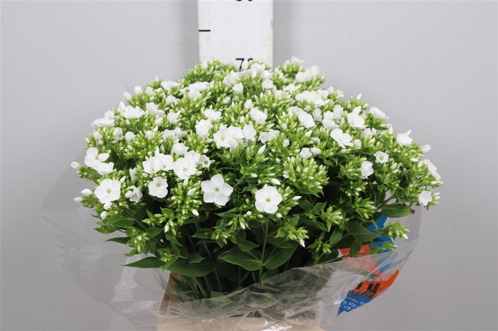 <h4>Phlox P Whitecap</h4>