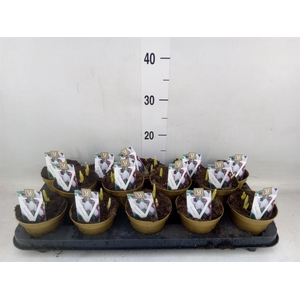 Galanthus nivalis   ...in pot