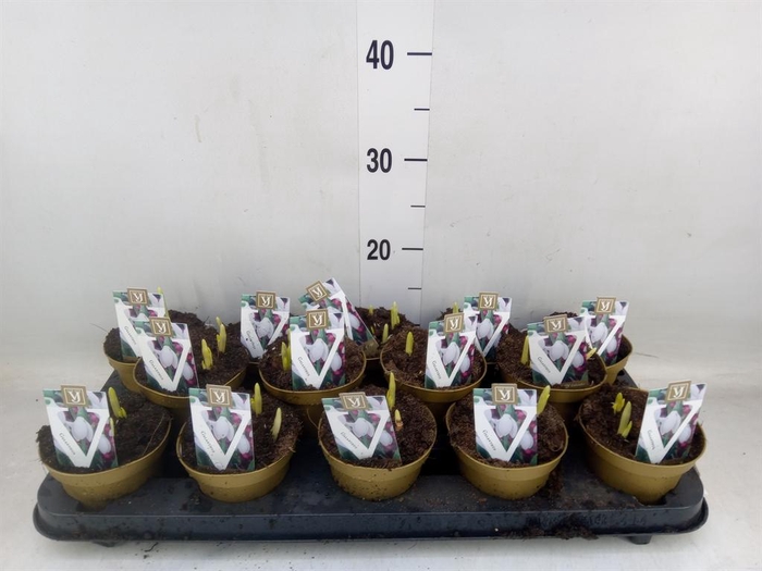 <h4>Galanthus nivalis   ...in pot</h4>