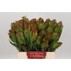 Leucadendron Laurel Yellow