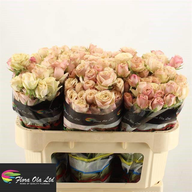 <h4>R TR DESTINI</h4>