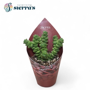 Crassula Marneriana Jade (Sierra)