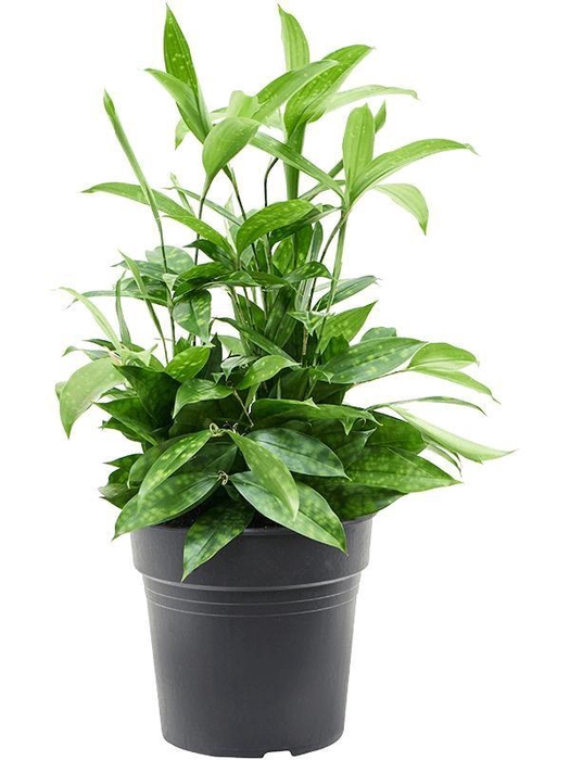 <h4>Dracaena surculosa</h4>