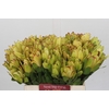 Leucadendron Goldstrike