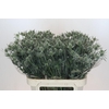 Eryngium Silver Dynamite