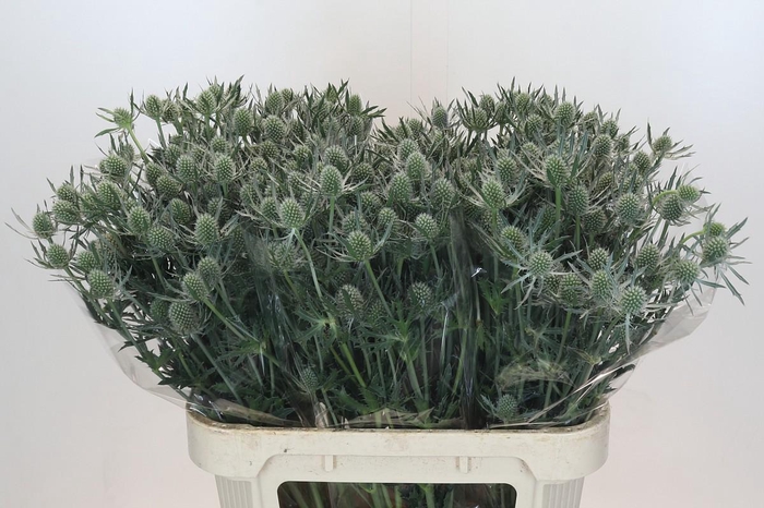 Eryngium Silver Dynamite