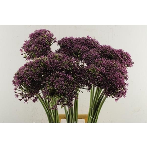 Allium Cherry L 90