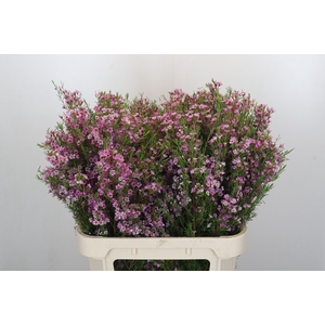 Chamelaucium Kerryn
