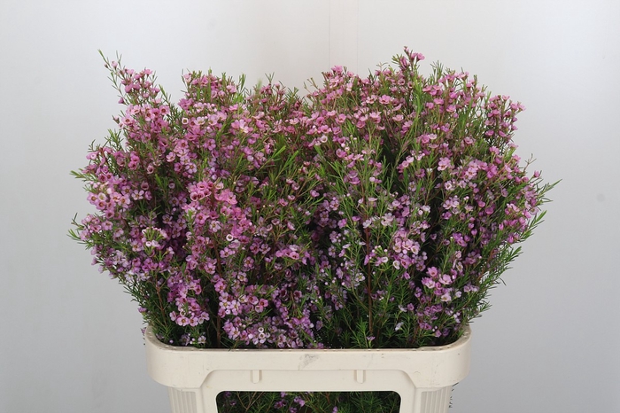 <h4>Chamelaucium Kerryn</h4>
