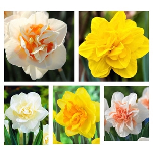 Narcissus Double Paradise Mix Small Box 100