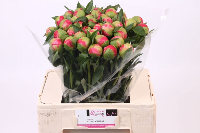 <h4>Paeonia Coral Charm | Heavy Quality</h4>