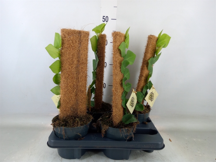 <h4>Rhaphidophora hayi</h4>