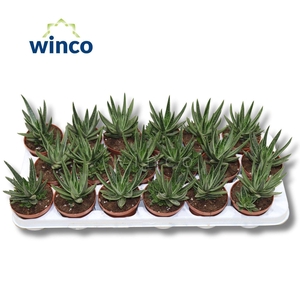 Gasteraloe Variegata