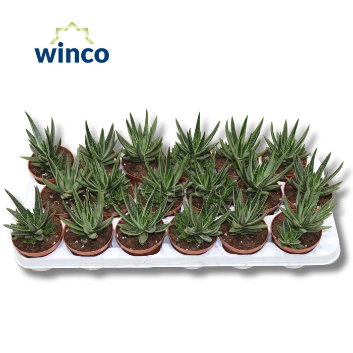 <h4>Gasteraloe Variegata</h4>